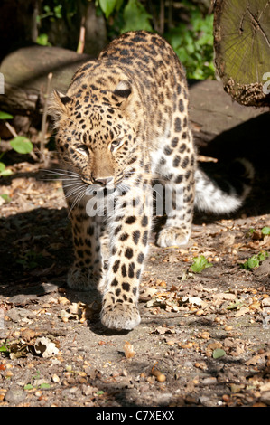 Femmina di Amur leopard camminando verso la telecamera Foto Stock