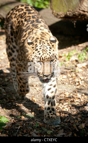 Femmina di Amur leopard camminando verso la telecamera Foto Stock