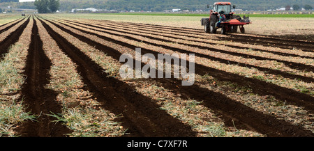 Panorama di stranieri stagionali messicano i braccianti prima di iniziare a lavorare in mattinata a onion il tempo del raccolto agricoltura Holland Marsh Ontario Canada Foto Stock