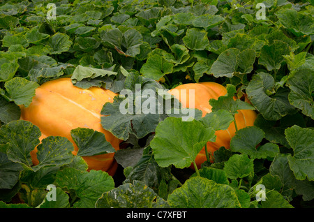 Atlantico zucche giganti in un orto in autunno holland marsh ontairo Foto Stock