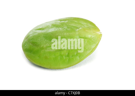 Tropical maleodoranti fagioli commestibili su sfondo bianco (Parkia Speciosa) Foto Stock