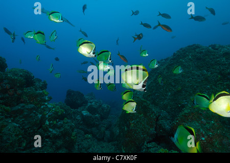 Secca di Barberfish, Johnrandallia nigrirostris, Socorro, Revillagigedo Islands, Messico Foto Stock