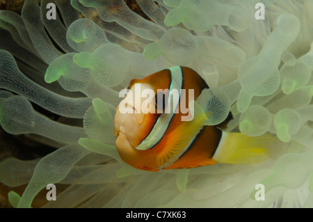 Clarks Anemonefish, Amphiprion clarkii, Lembeh strait, Sulawesi, Indonesia Foto Stock
