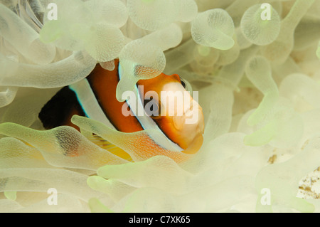 Clarks Anemonefish, Amphiprion clarkii, Lembeh strait, Sulawesi, Indonesia Foto Stock