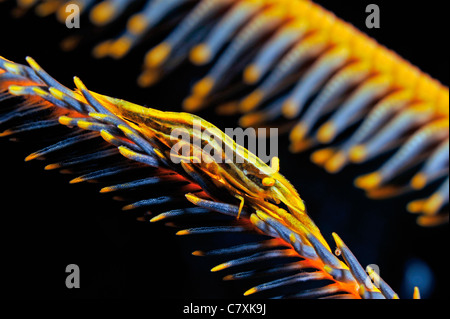 Crinoide commensali di gamberi Periclimenes commensalis Raja Ampat, Papua occidentale, in Indonesia Foto Stock