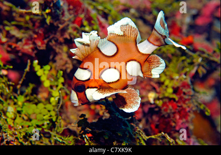 I capretti Harlequin Sweetlips, Plectorhinchus chaetodonoides Raja Ampat, Papua occidentale, in Indonesia Foto Stock