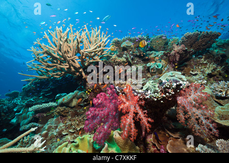 Coral Reef, Wakaya, Lomaiviti, Isole Figi Foto Stock