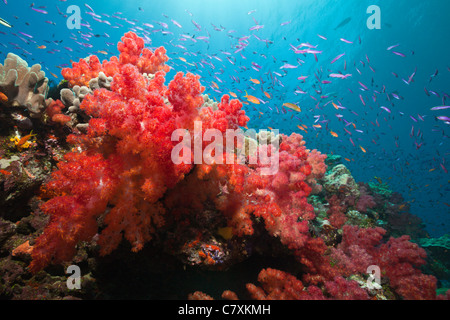 Red coralli molli, Dendronephthya sp., Makogai, Lomaviti, Isole Figi Foto Stock