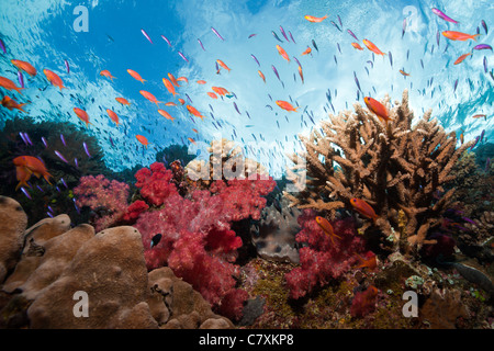 Colorata Barriera Corallina, Namena Riserva Marina, Isole Figi Foto Stock