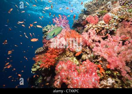 Colorata Barriera Corallina, Namena Riserva Marina, Isole Figi Foto Stock