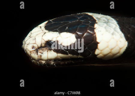 Nastrare giallo-mare a labbro Krait, Laticauda colobrina, Gau, Lomaiviti, Isole Figi Foto Stock