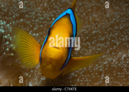 Arancio-pinna, Anemonefish Amphiprion chrysopterus, Gau, Lomaiviti, Isole Figi Foto Stock