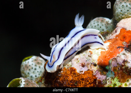 Bianco-blu, Nudibranch Chromodoris sp., Gau, Lomaiviti, Isole Figi Foto Stock