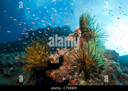 Crinoidi in Coral Reef, Namena Riserva Marina, Isole Figi Foto Stock