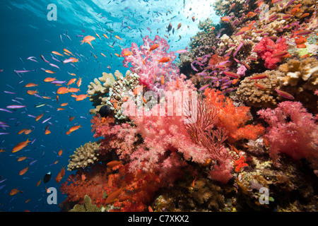 Colorata Barriera Corallina, Namena Riserva Marina, Isole Figi Foto Stock