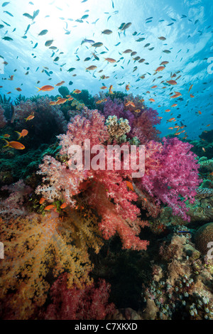 Colorata Barriera Corallina, Namena Riserva Marina, Isole Figi Foto Stock