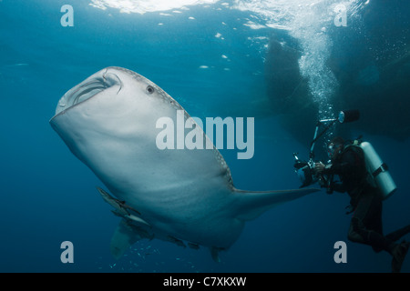 Scuba Diver preso le foto di squalo balena, Rhincodon typus, Cenderawashi Bay, Papua occidentale, in Indonesia Foto Stock
