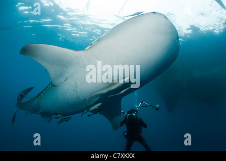 Scuba Diver preso le foto di squalo balena, Rhincodon typus, Cenderawashi Bay, Papua occidentale, in Indonesia Foto Stock
