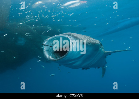 Alimentazione di squalo balena, Rhincodon typus, Cenderawashi Bay, Papua occidentale, in Indonesia Foto Stock