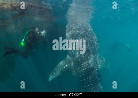 Scuba Diver foto prese di alimentazione di squalo balena, Rhincodon typus, Cenderawashi Bay, Papua occidentale, in Indonesia Foto Stock