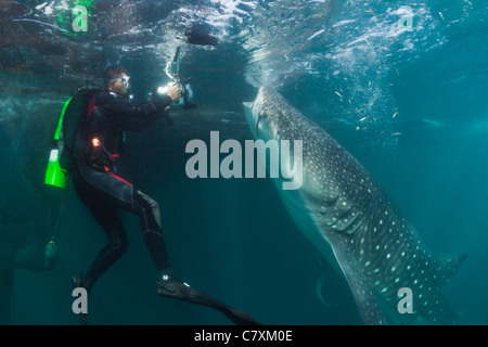 Scuba Diver foto prese di alimentazione di squalo balena, Rhincodon typus, Cenderawashi Bay, Papua occidentale, in Indonesia Foto Stock