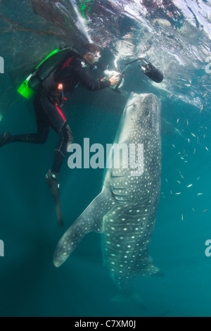 Scuba Diver foto prese di alimentazione di squalo balena, Rhincodon typus, Cenderawashi Bay, Papua occidentale, in Indonesia Foto Stock