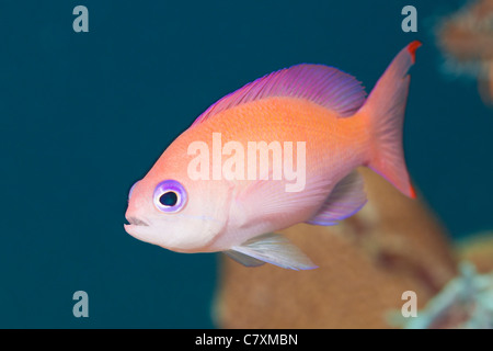 Femmina Anthias tozzo, Pseudanthias hypselosoma, Cenderawashi Bay, Papua occidentale, in Indonesia Foto Stock