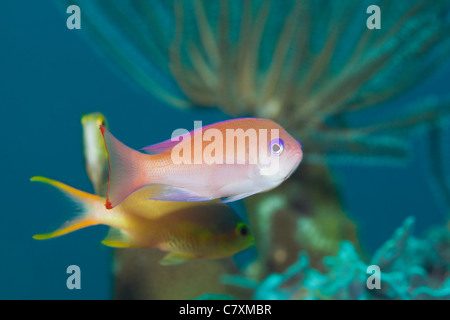 Femmina Anthias tozzo, Pseudanthias hypselosoma, Cenderawashi Bay, Papua occidentale, in Indonesia Foto Stock