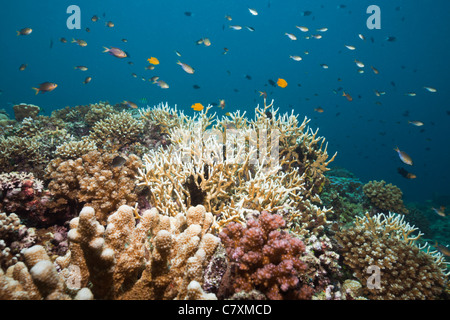 Pesci corallo su Hard Coral Reef, Chromis lineata, Cenderawashi Bay, Papua occidentale, in Indonesia Foto Stock