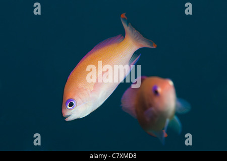 Femmina Anthias tozzo, Pseudanthias hypselosoma, Cenderawashi Bay, Papua occidentale, in Indonesia Foto Stock