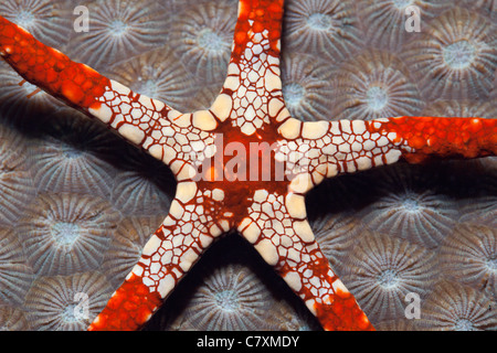 Maglia rossa Stella Marina, Fromia monilis, Cenderawashi Bay, Papua occidentale, in Indonesia Foto Stock