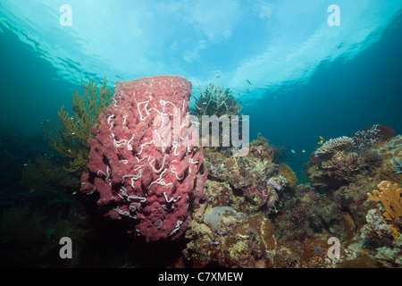 Rosso spugna canna di una barriera corallina, Xestospongia "testudinaria, Cenderawashi Bay, Papua occidentale, in Indonesia Foto Stock