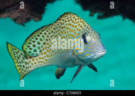 Goldspotted Sweetlips, Plectorhinchus flavomaculatus, Cenderawashi Bay, Papua occidentale, in Indonesia Foto Stock