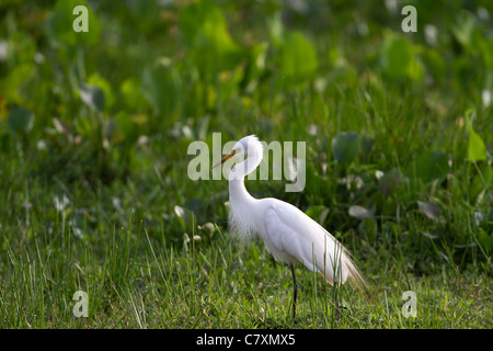 Garzetta intermedia aka Airone mediano (Mesophoyx intermedia) Foto Stock