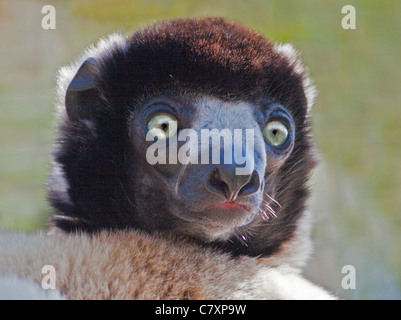 Coronata di Verreaux Sifaka (Propithecus verreauxi coronatus) Foto Stock