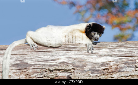 Coronata di Verreaux Sifaka (Propithecus verreauxi coronatus) Foto Stock