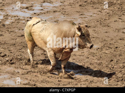 Il rodeo bull. Un toro si allontana dopo strappi off il cowboy che ha cercato di cavalcare lui. Foto Stock