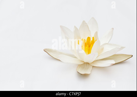 Nymphaea alba. Loto bianco o bianco Eurpoean ninfea bianca su sfondo bianco. India Foto Stock