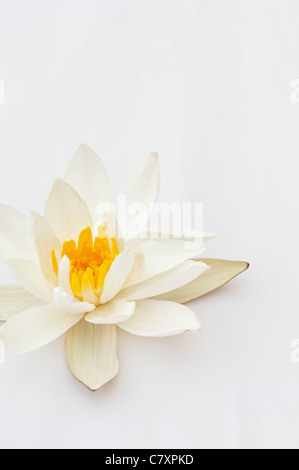 Nymphaea alba. Loto bianco o bianco Eurpoean ninfea bianca su sfondo bianco. India Foto Stock