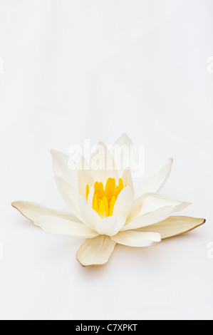 Nymphaea alba. Loto bianco o bianco Eurpoean ninfea bianca su sfondo bianco. India Foto Stock