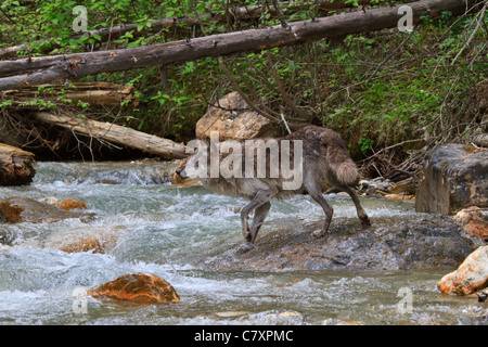 Lupo grigio, Canis lupus, attraversando un torrente di montagna. Columbia Valley, British Columbia, Canada Foto Stock