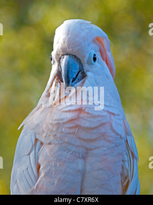 Ombrello o bianco (Cacatua cacatua alba) Foto Stock