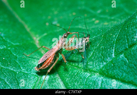 Fanciulla comune bug (Nabis rugoso: Nabidae) alimentazione su un platano afidi REGNO UNITO Foto Stock