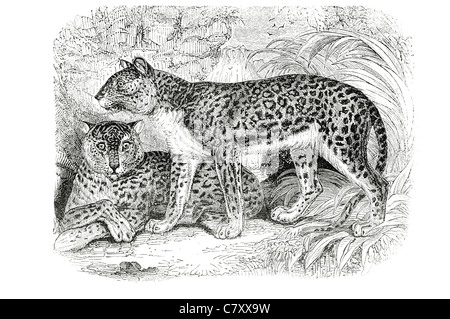 Leopard Panthera pardus Felidae grande gatti caccia nei pressi di habitat minacciati IUCN pelliccia macchie rosette spotted pack animale cacciatore selvatico Foto Stock