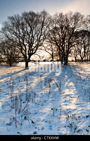 Veduta invernale del sole che splende attraverso gli alberi la creazione di ombre sulla neve Foto Stock