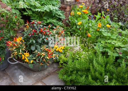 Piccolo spazio giardino con peperoncino peperoncino peperoncino piante che crescono in un contenitore di metallo galvanizzato vaso pianta all'aperto UK Foto Stock