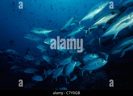 Jack obeso (Caranx sexfasciatus) scolarizzazione. Cocos Island, Costa Rica - Oceano Pacifico Foto Stock