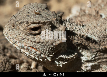 Maggiore corto-cornuto Lizard; Phrynosoma hemendes; il Parco Nazionale di Mesa Verde; Colorado; USA; rettile Foto Stock