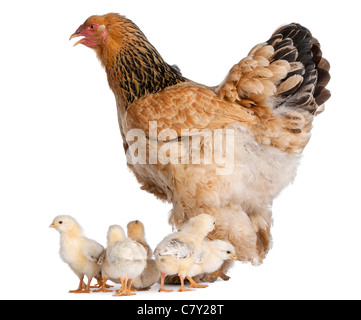 Brown Brahma gallina e i suoi pulcini di fronte a uno sfondo bianco Foto Stock