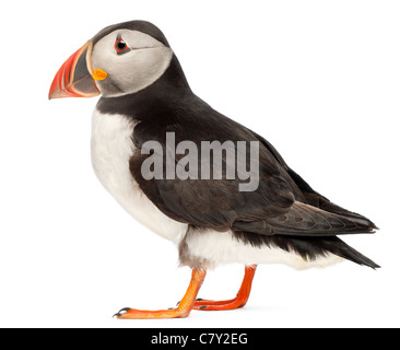 Atlantic Puffin o comuni o puffini, Fratercula arctica, di fronte a uno sfondo bianco Foto Stock